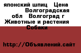 японский шпиц › Цена ­ 25 000 - Волгоградская обл., Волгоград г. Животные и растения » Собаки   